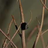 Black & Silver Studs